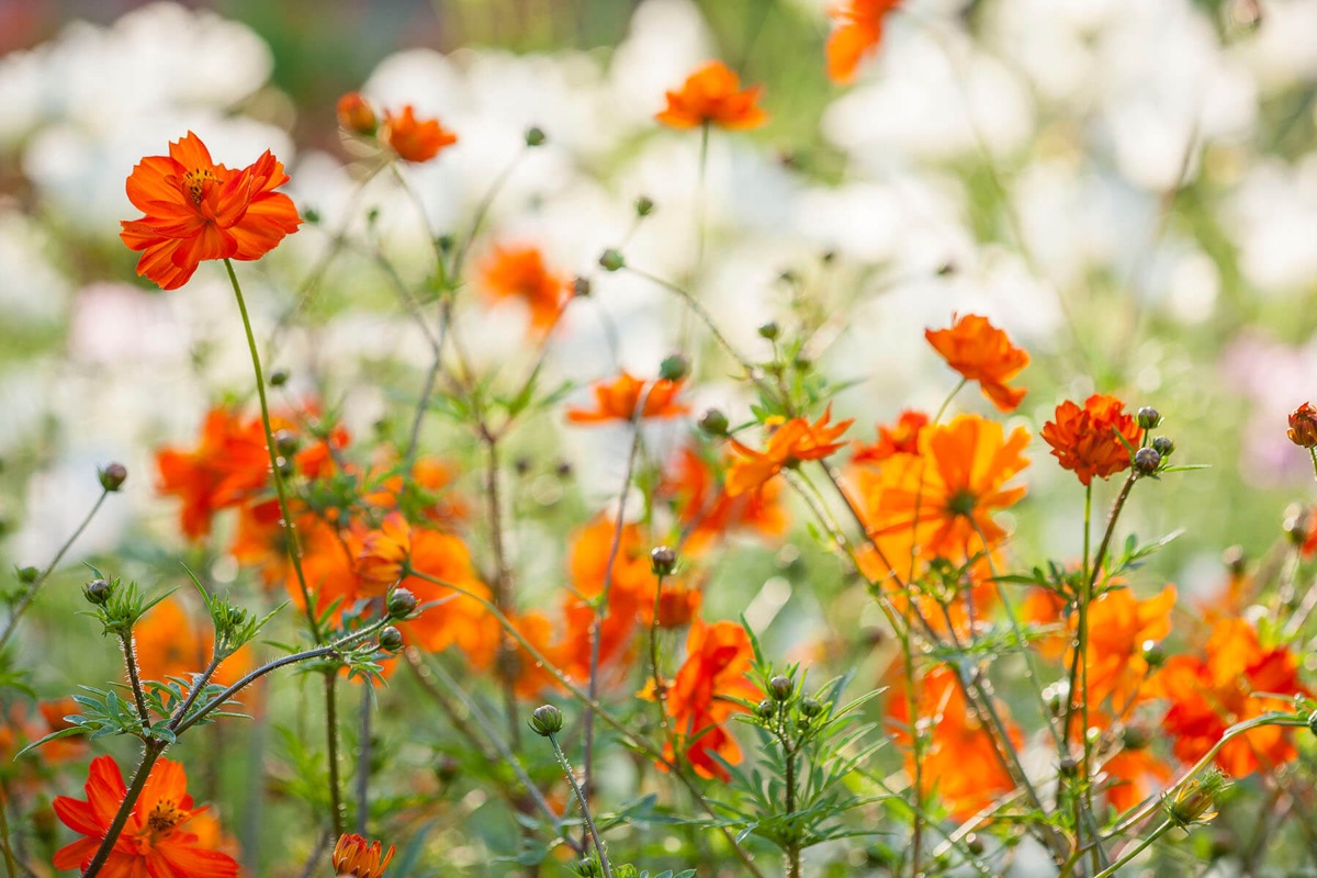 Cosmos