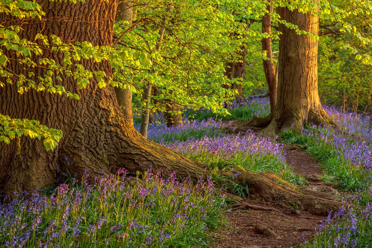 Bluebell wood at Coton Manor Garden, Northamptonshire