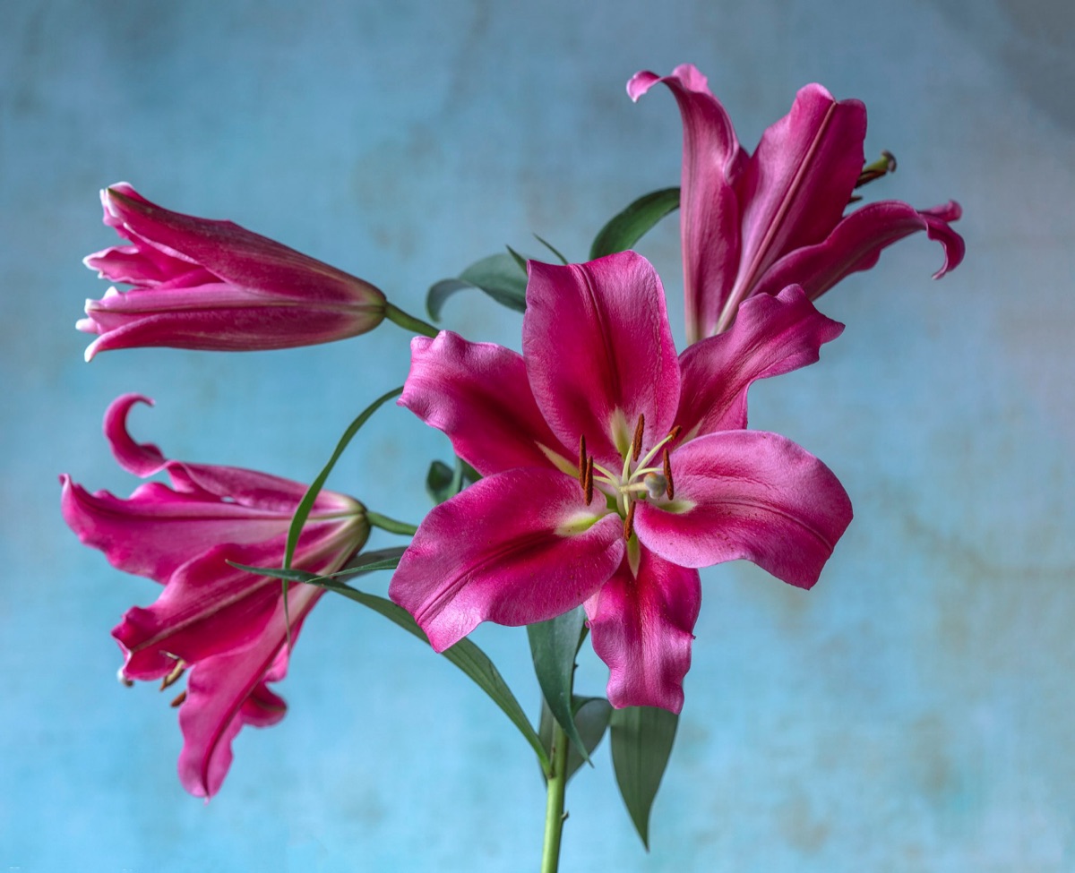 Magenta lilies against a washed blue ground