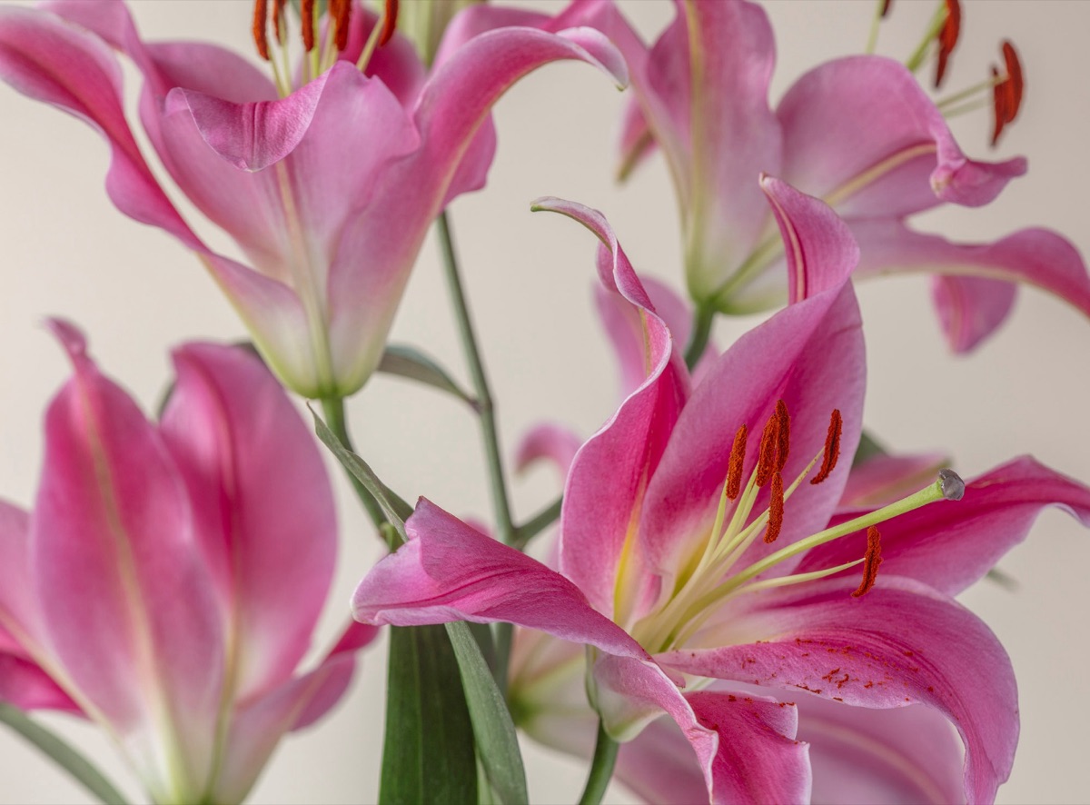 Pink lilies, close