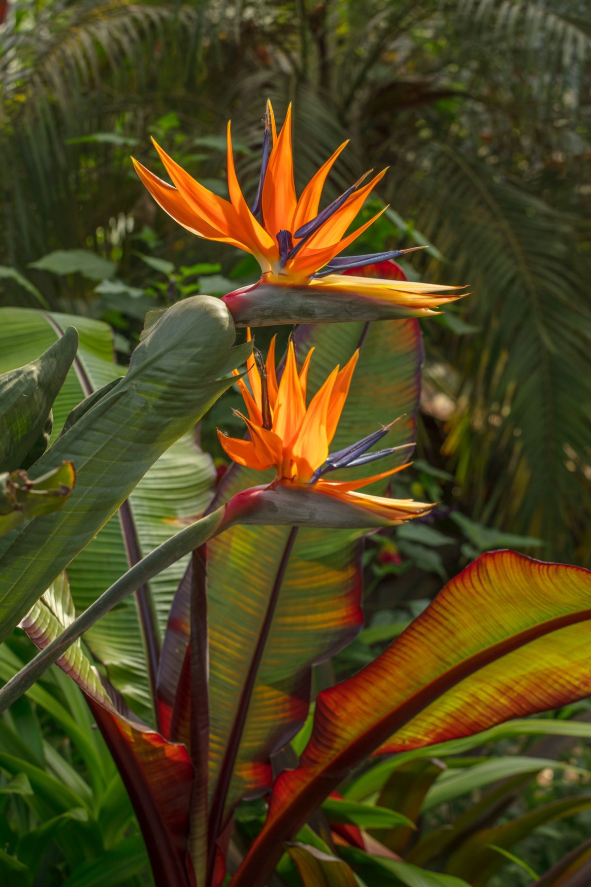The Eden Project – photograph 10 of 23 by Clive Nichols