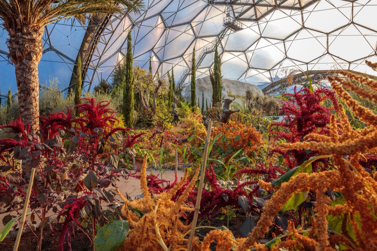 The Eden Project – photograph 12 of 23 by Clive Nichols