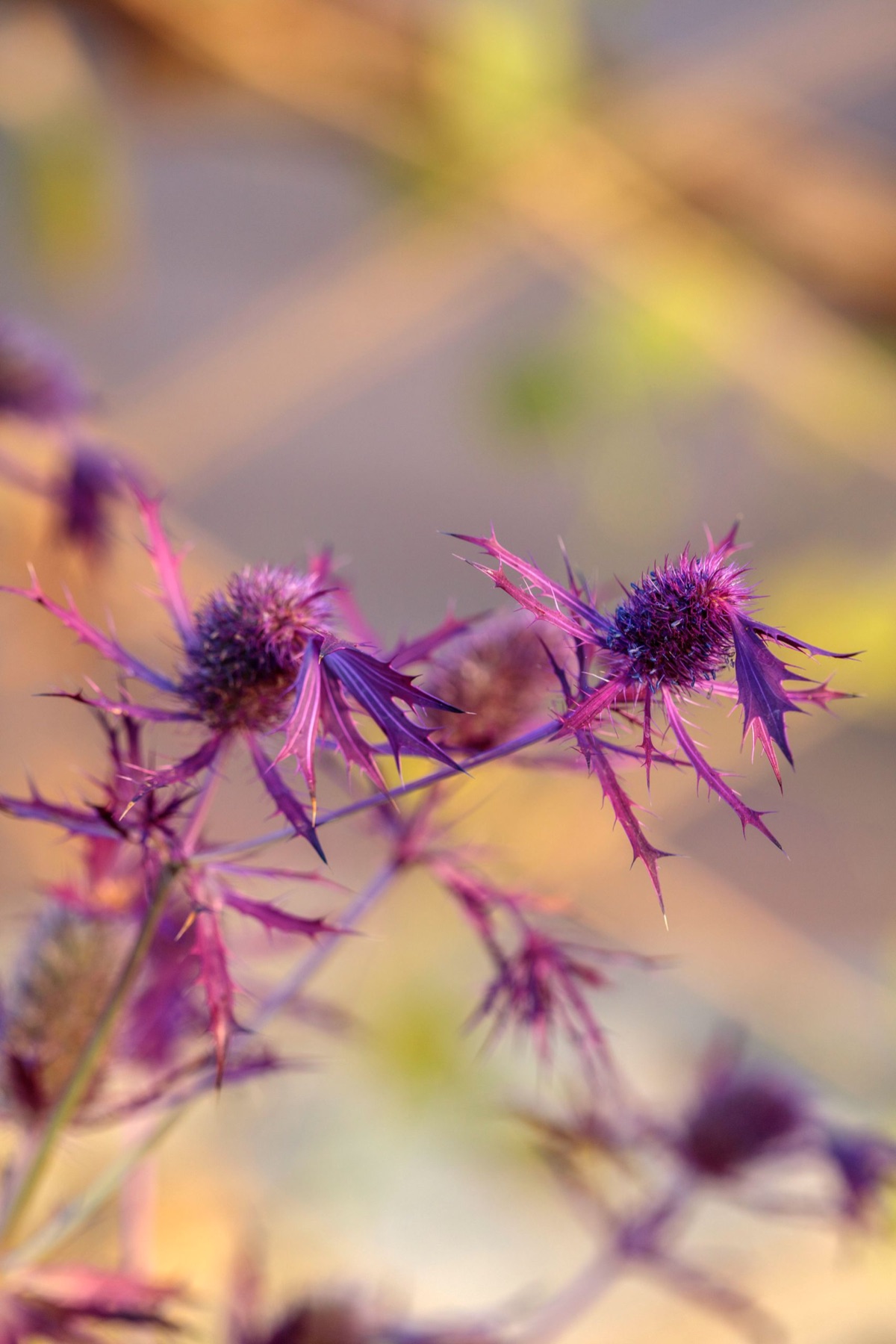 The Eden Project – photograph 16 of 23 by Clive Nichols