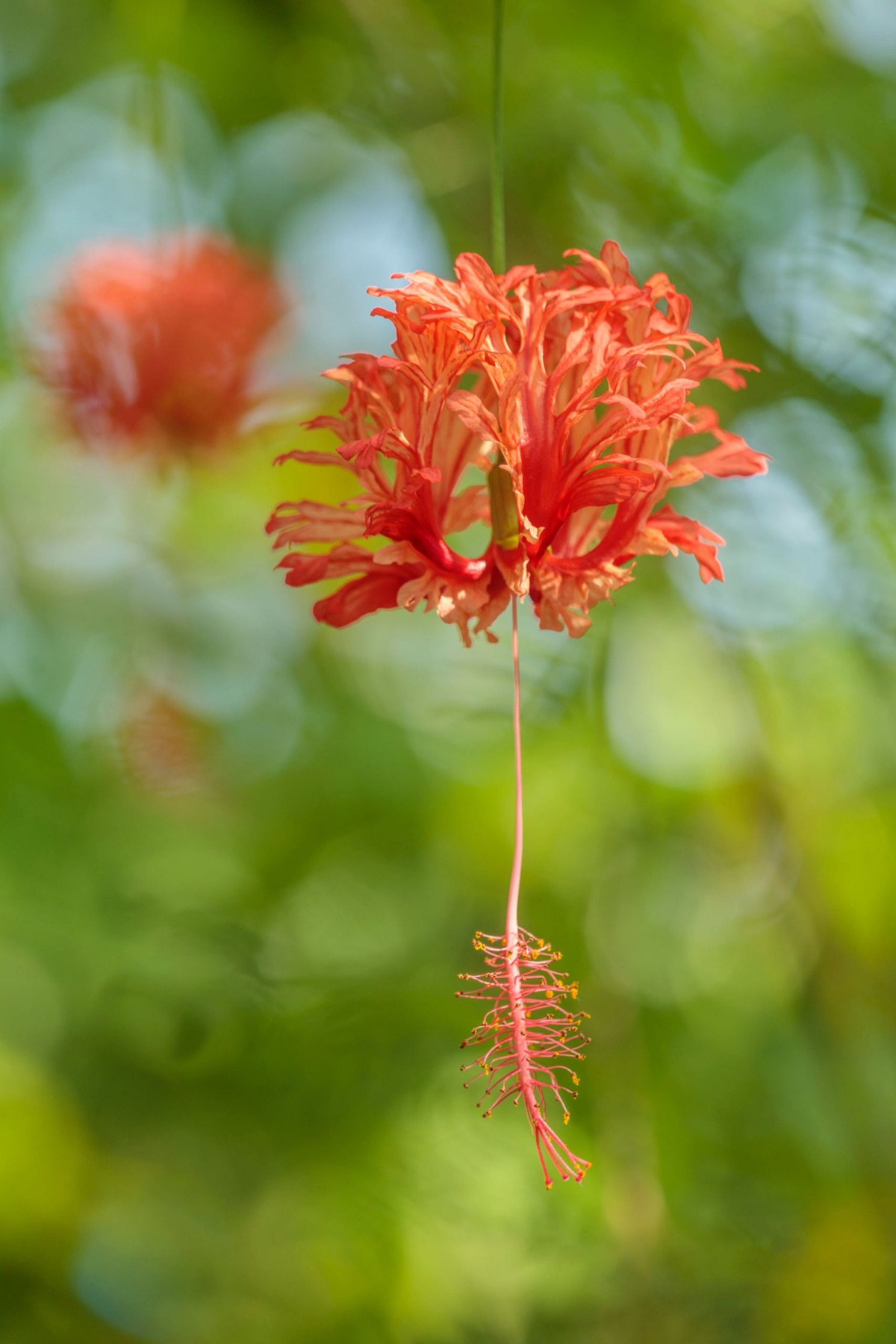 The Eden Project – photograph 17 of 23 by Clive Nichols