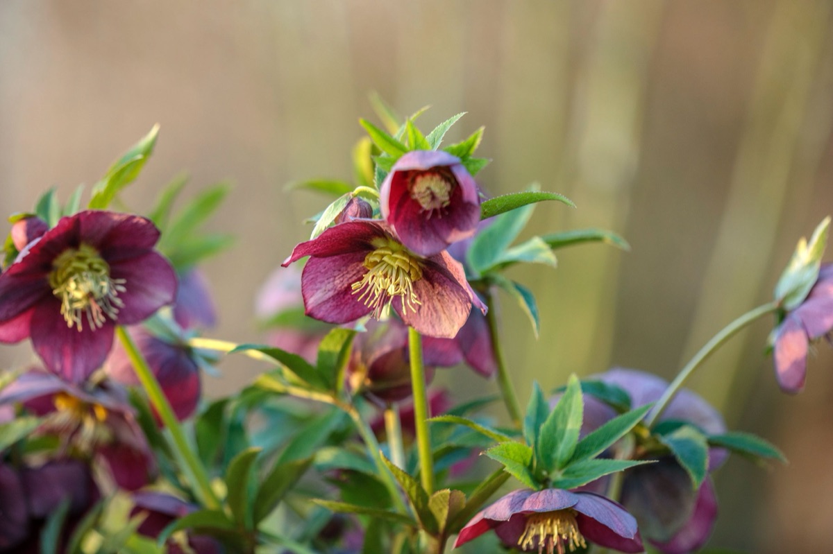 Hellebores – photograph 2 of 19 by Clive Nichols