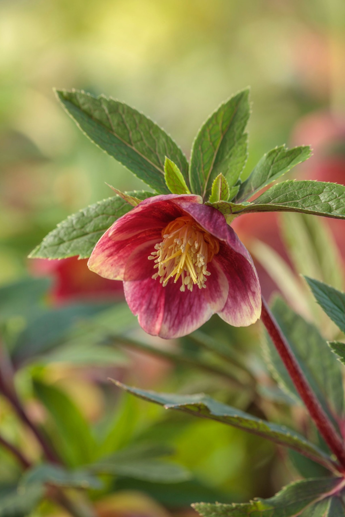 Hellebores – photograph 7 of 19 by Clive Nichols