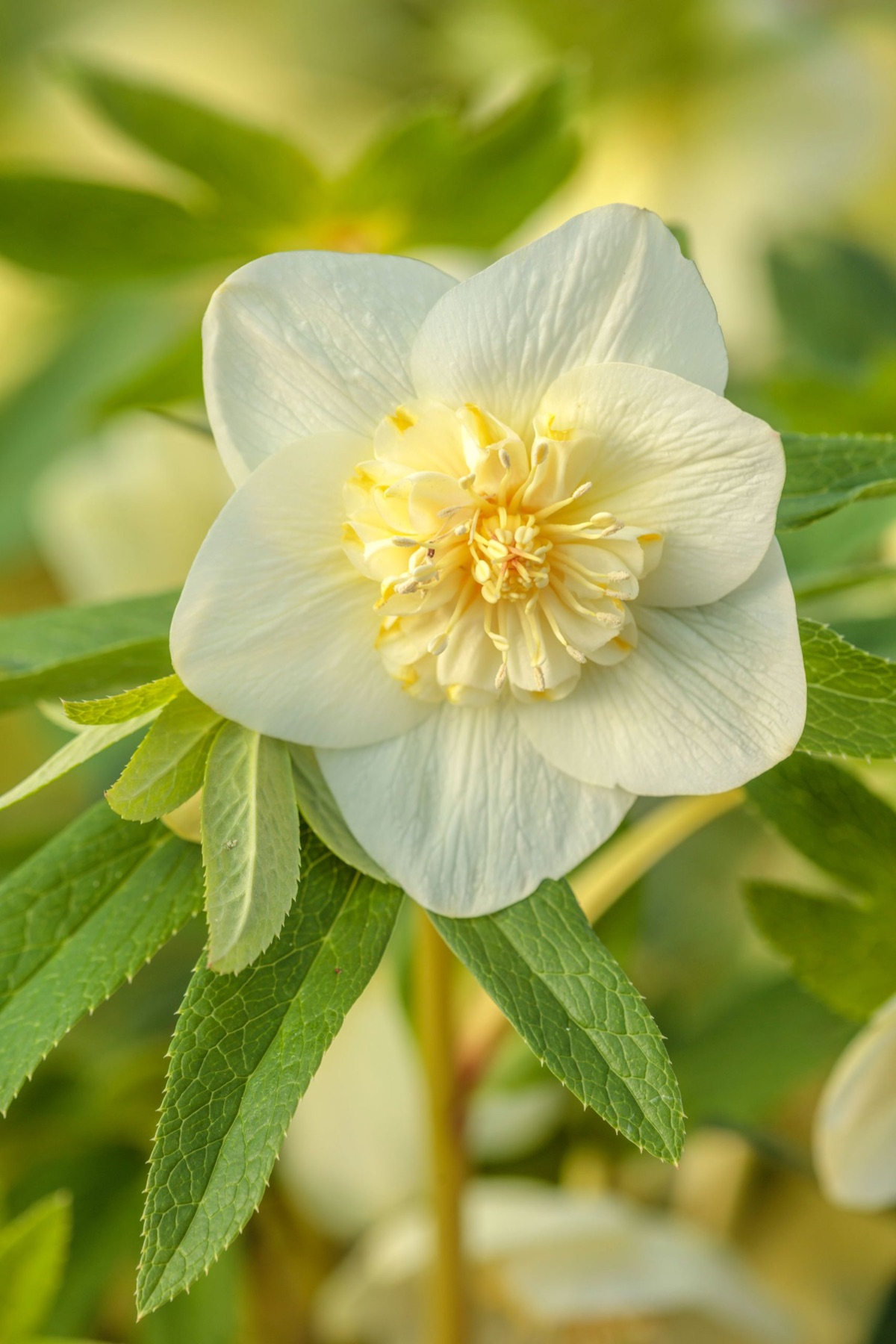 Hellebores – photograph 9 of 19 by Clive Nichols