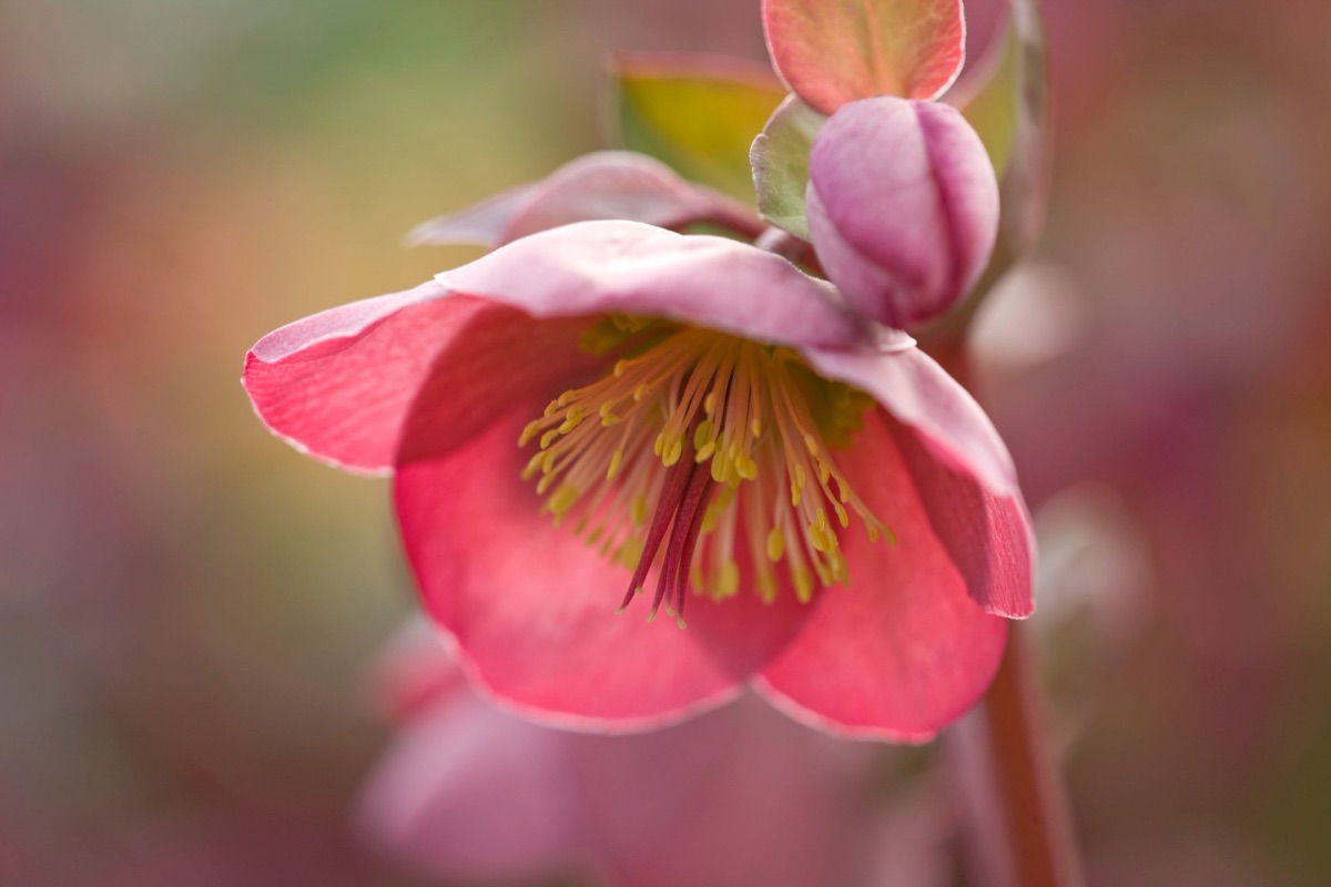 Hellebores – photograph 8 of 19 by Clive Nichols