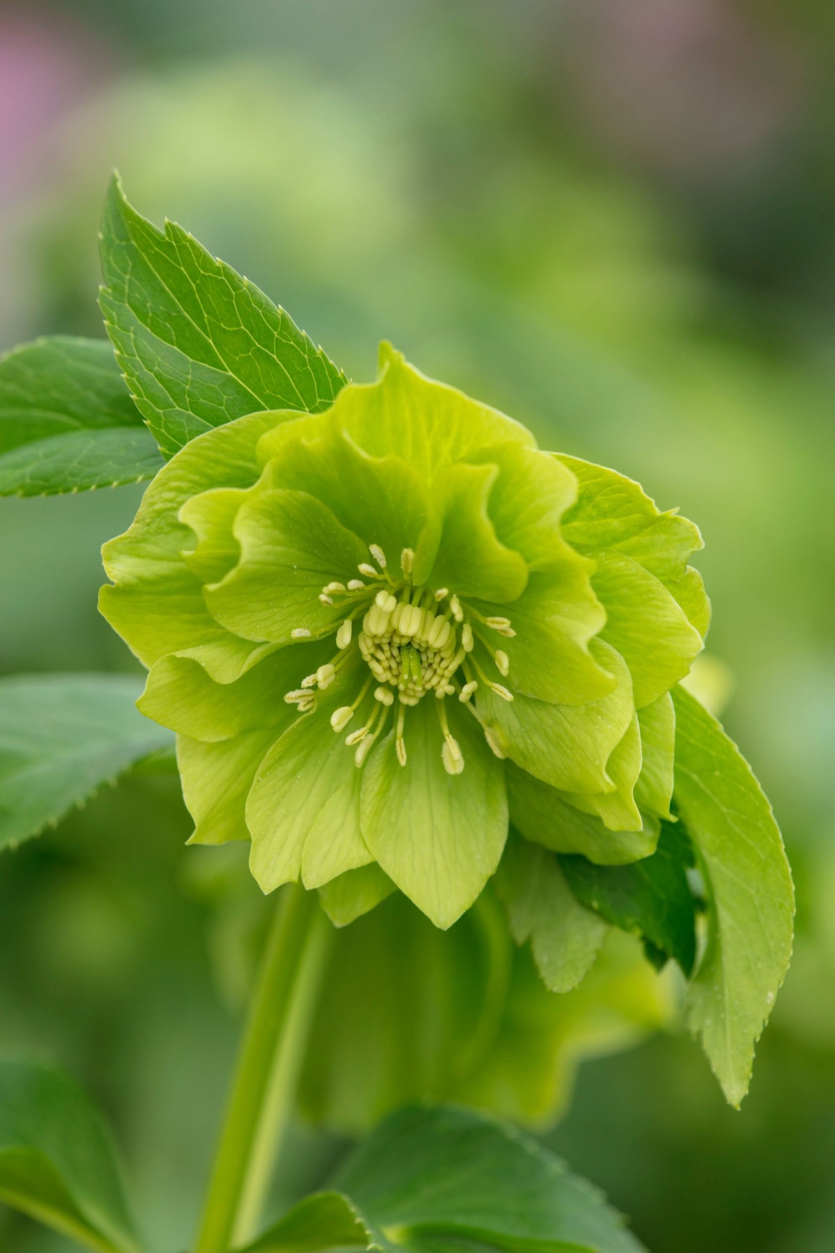 Hellebores – photograph 14 of 19 by Clive Nichols