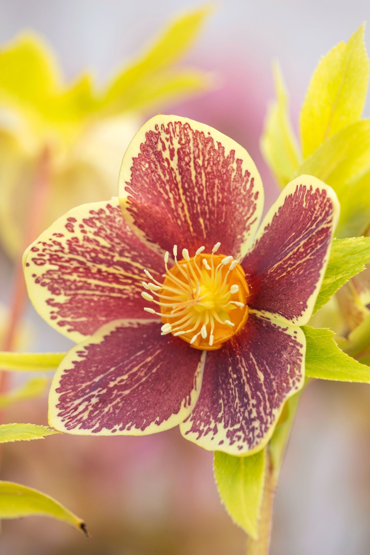 Hellebores – photograph 15 of 19 by Clive Nichols