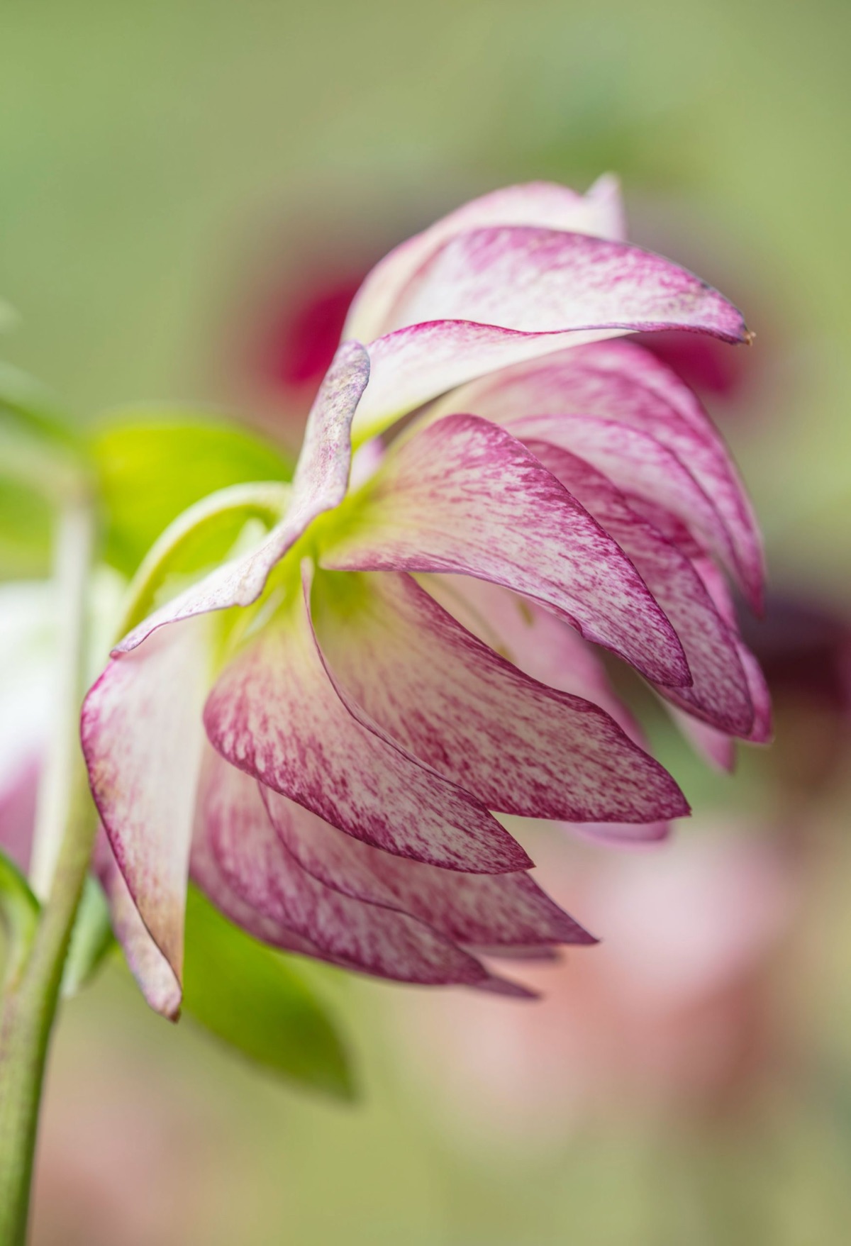 Hellebores – photograph 16 of 19 by Clive Nichols