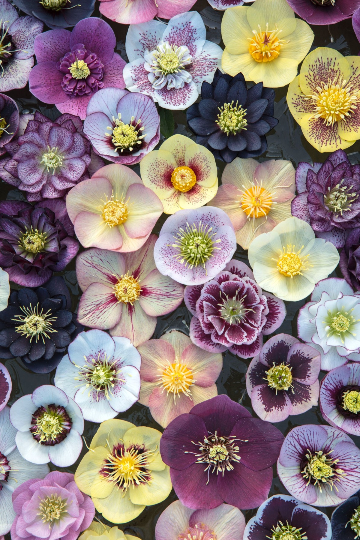 Hellebores of every colour laid out face up