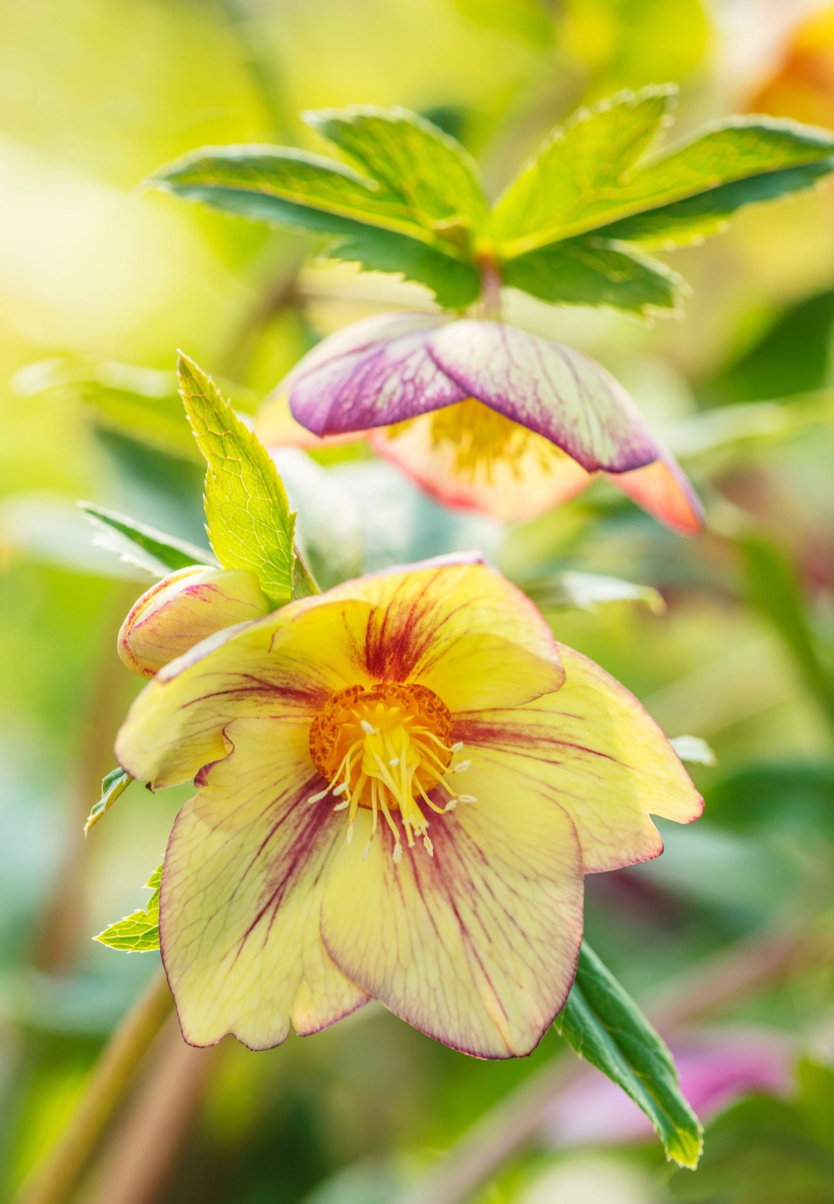 Hellebores – photograph 17 of 19 by Clive Nichols