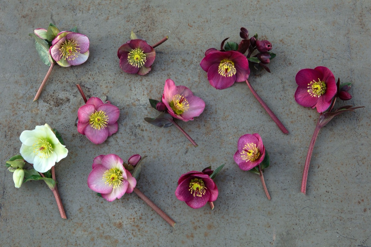Hellebores – photograph 19 of 19 by Clive Nichols
