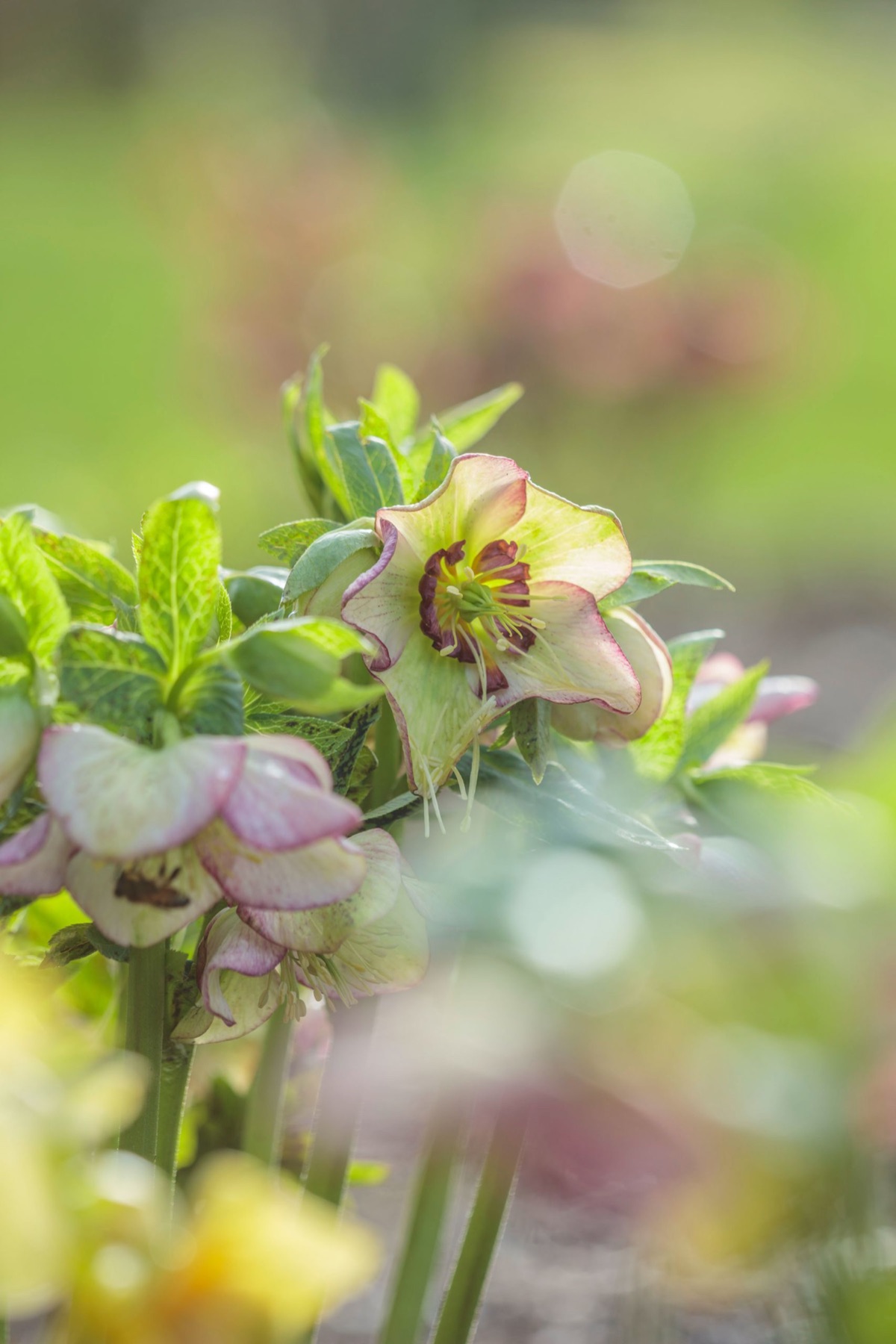 Hellebores – photograph 18 of 19 by Clive Nichols