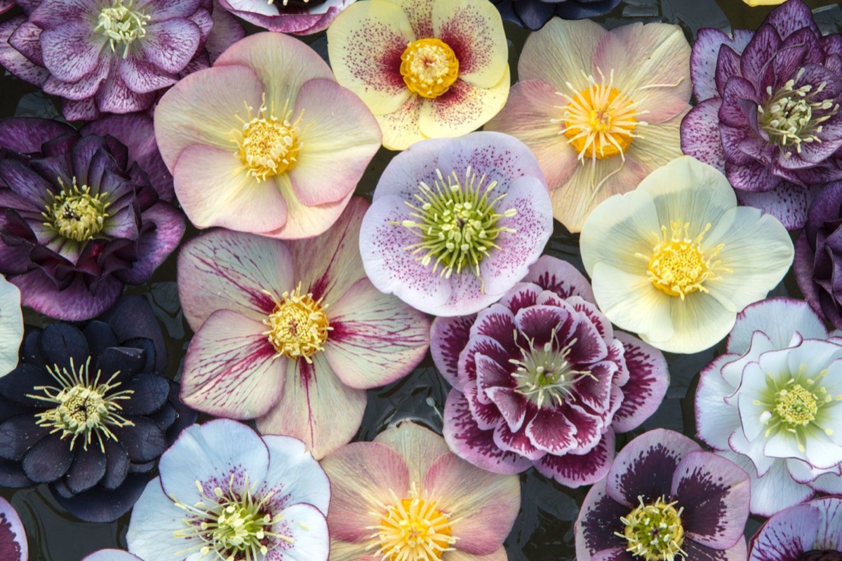 Hellebores make compelling photography subjects, whether in the winter and spring border or as still lifes in the studio.
