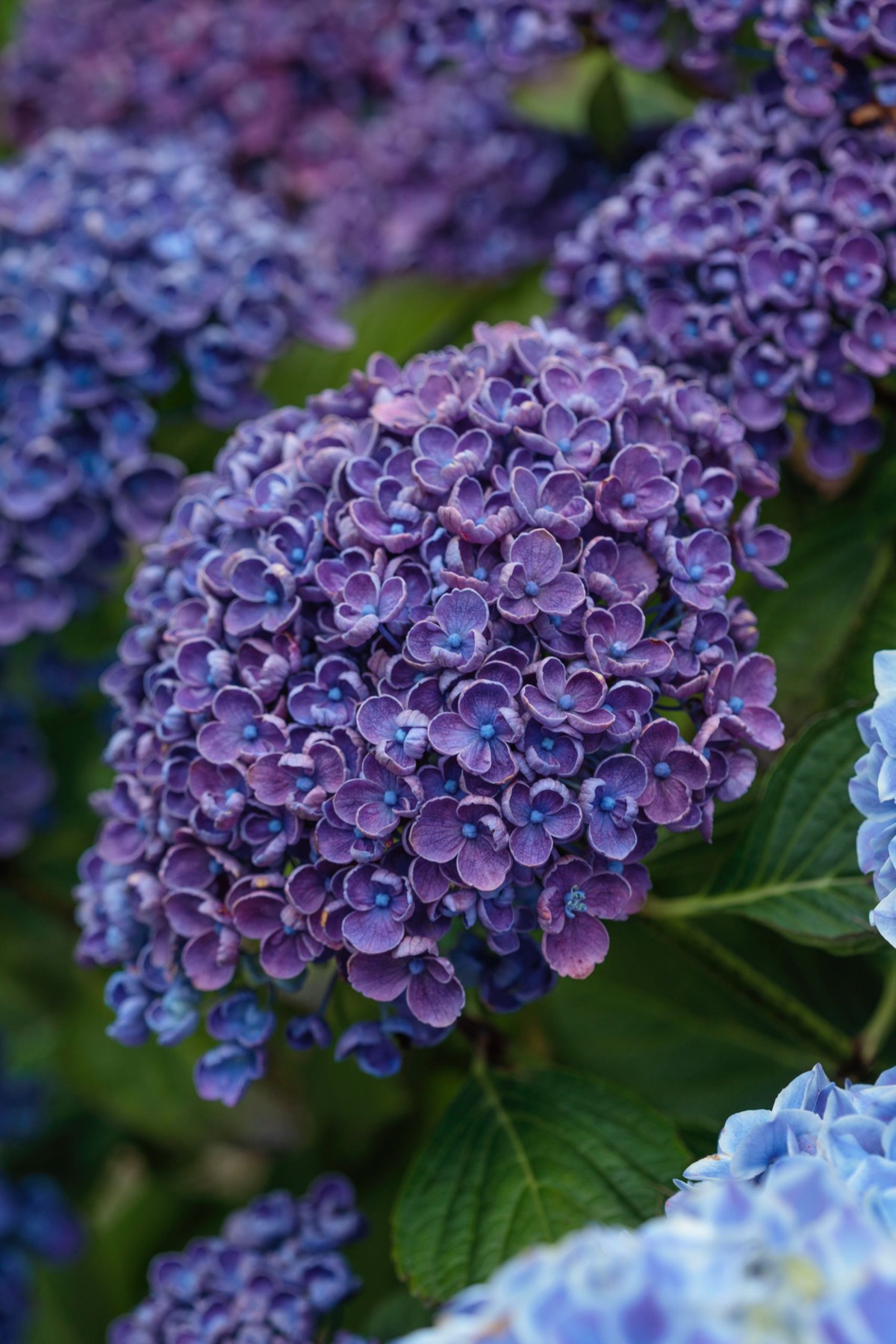 Hydrangeas – photograph 4 of 16 by Clive Nichols