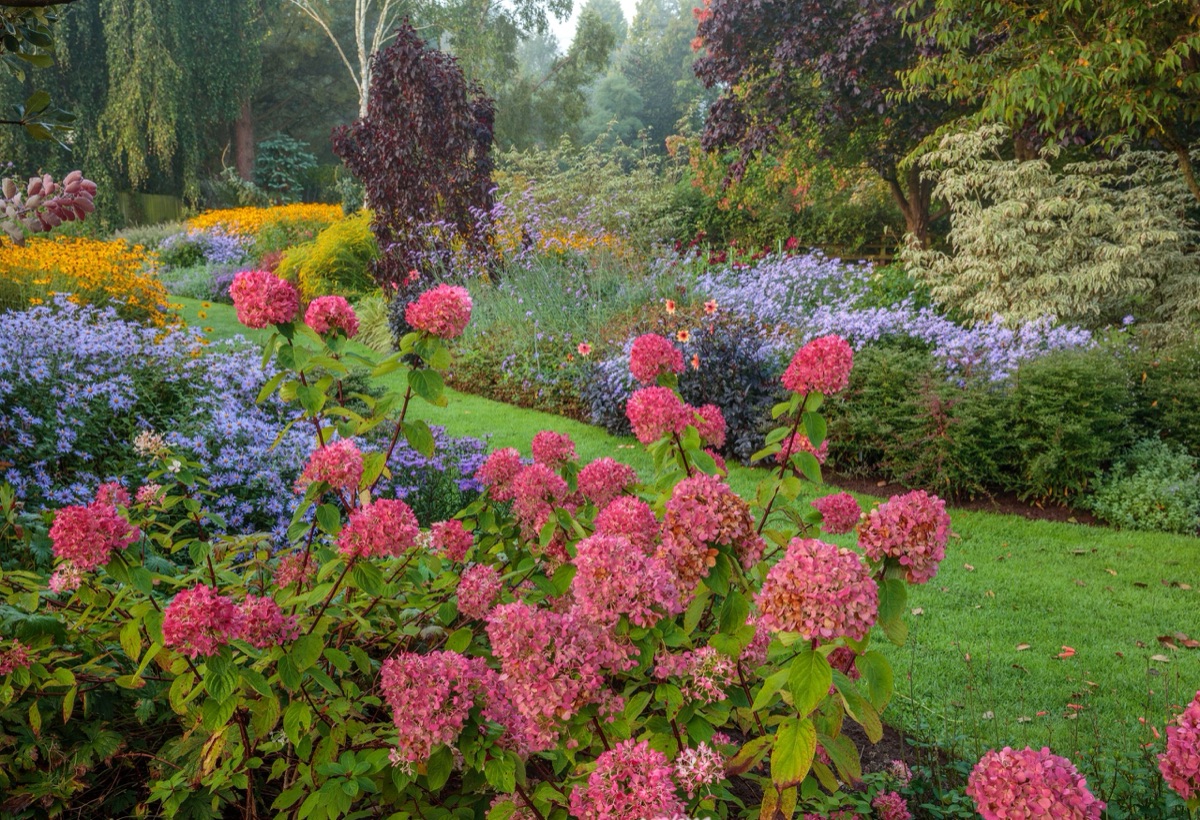 Hydrangeas – photograph 7 of 16 by Clive Nichols