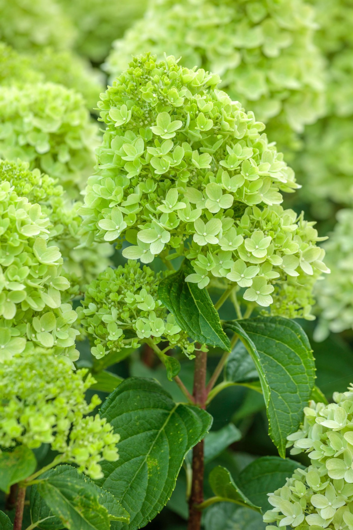 Hydrangeas – photograph 10 of 16 by Clive Nichols