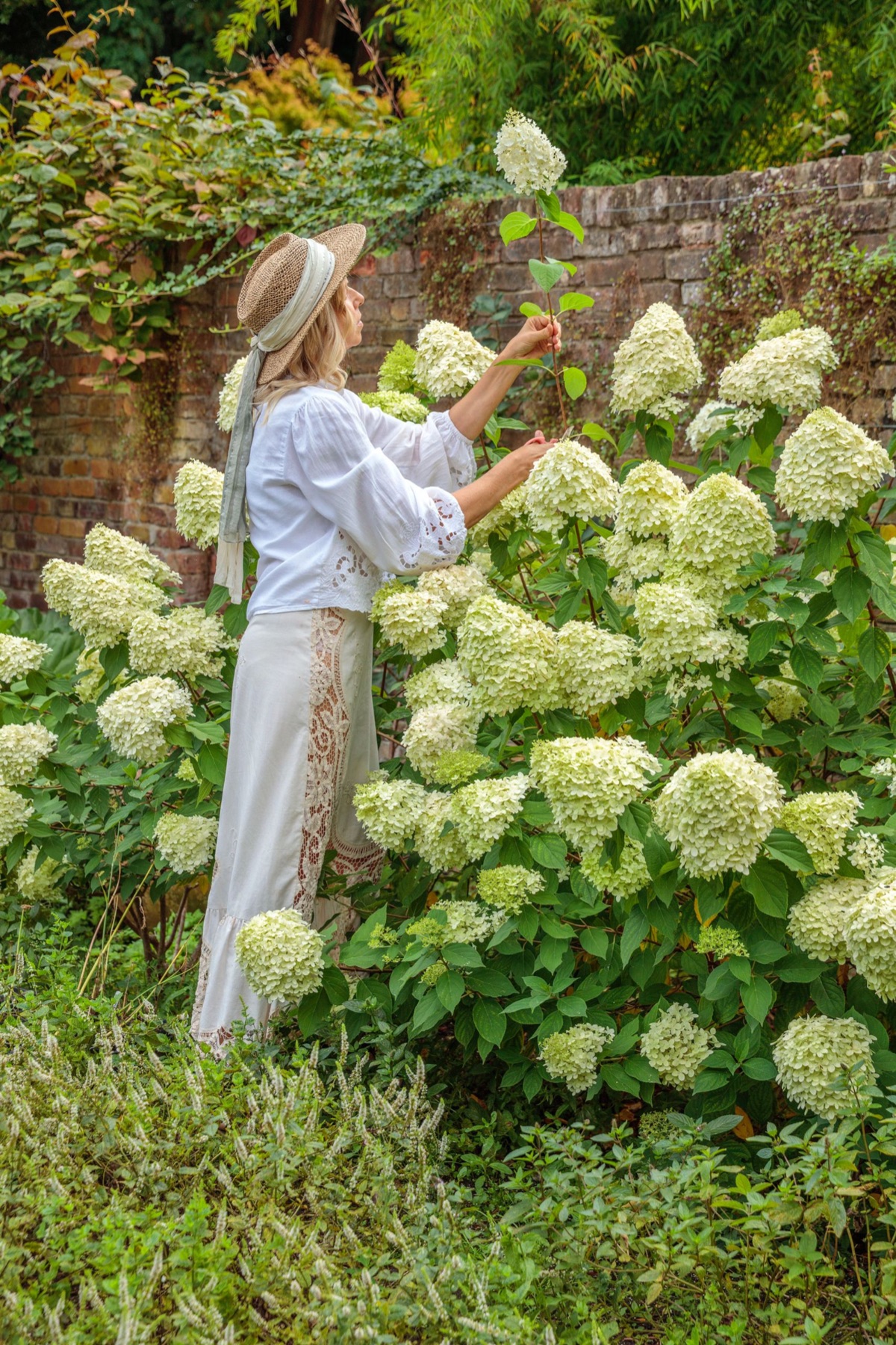 Hydrangeas – photograph 11 of 16 by Clive Nichols