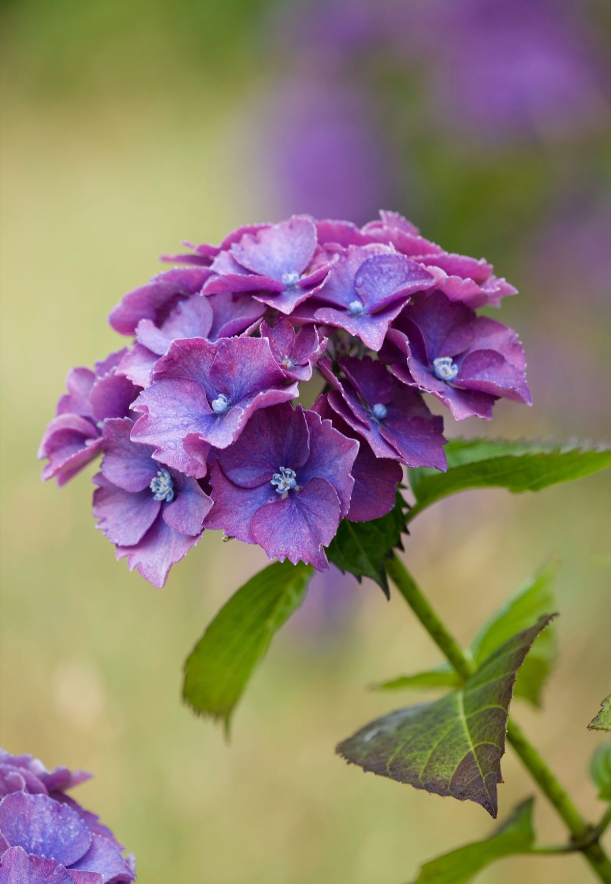 Hydrangeas – photograph 13 of 16 by Clive Nichols