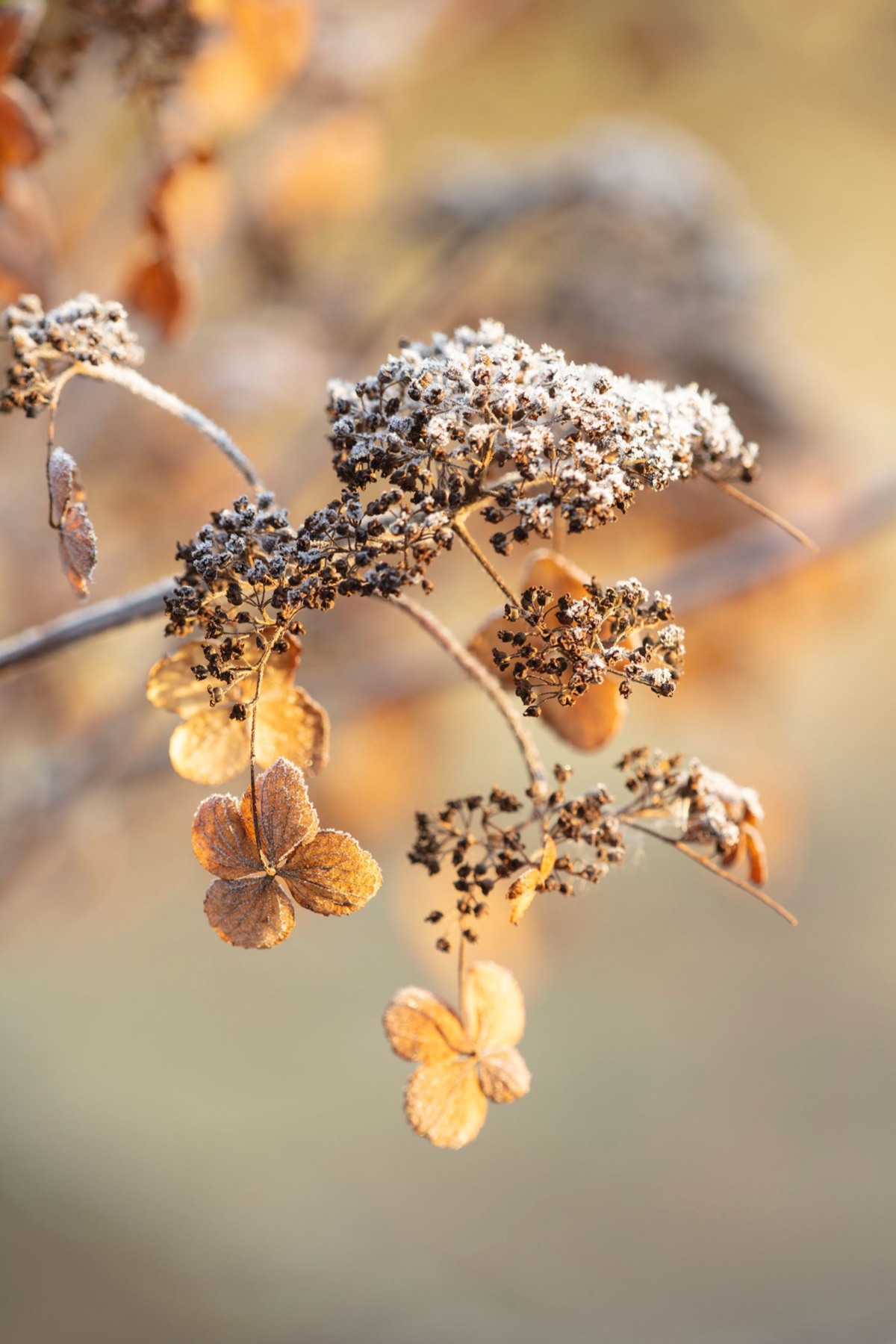 Hydrangeas – photograph 15 of 16 by Clive Nichols