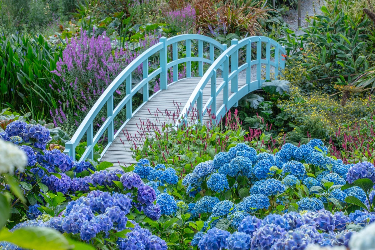 Hydrangeas in all their flower forms, from brilliant blues and powder pinks to faded heads and frosted fragility, in the garden and as still life.