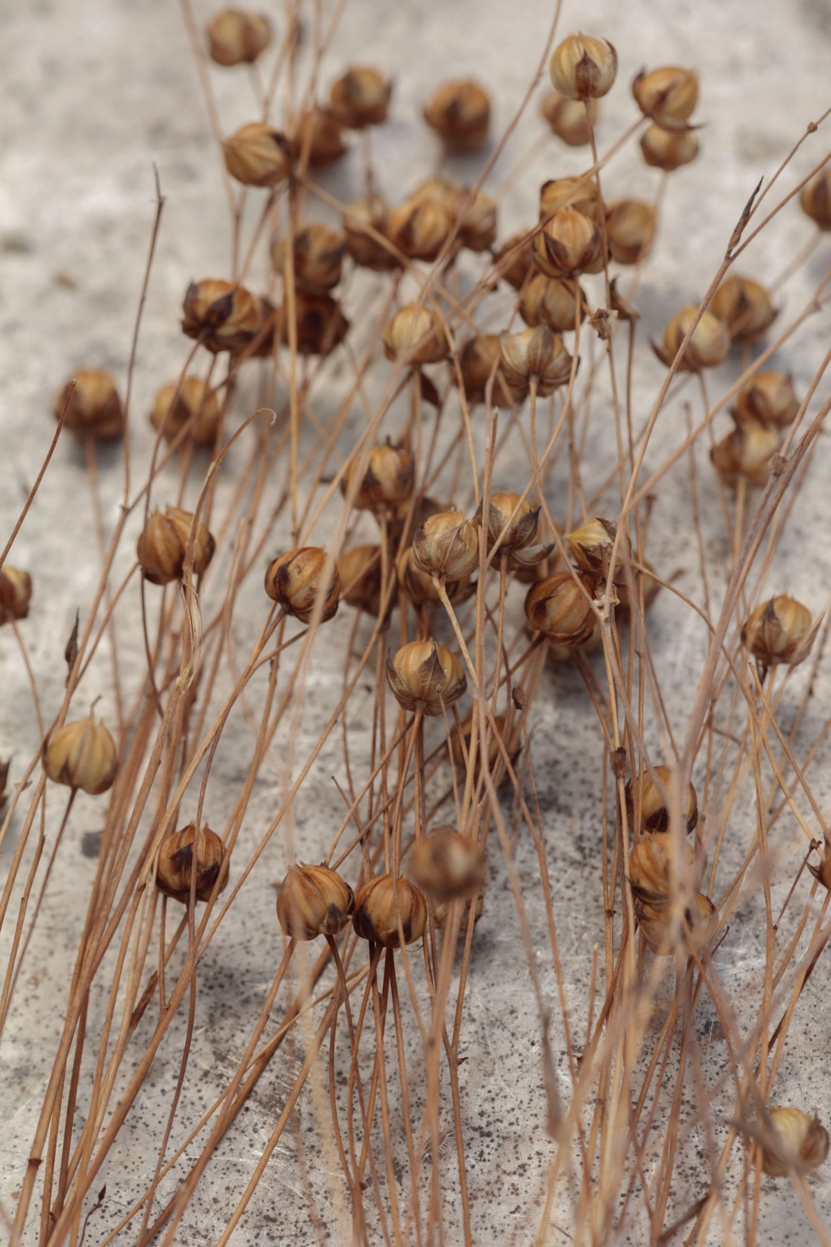 Seed collection – photograph 6 of 16 by Clive Nichols