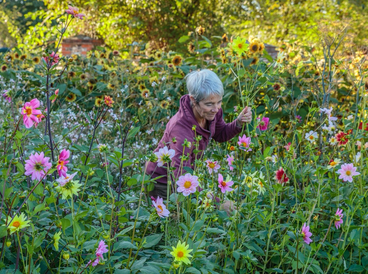 Seed collection – photograph 11 of 16 by Clive Nichols