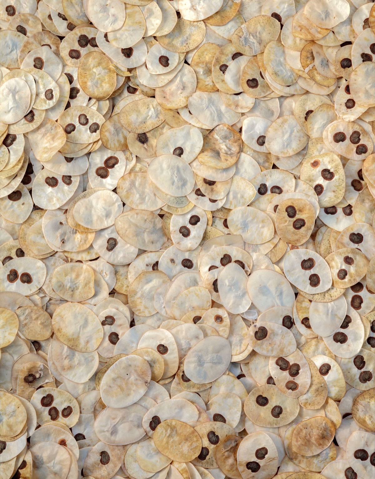 Seed collection – photograph 12 of 16 by Clive Nichols