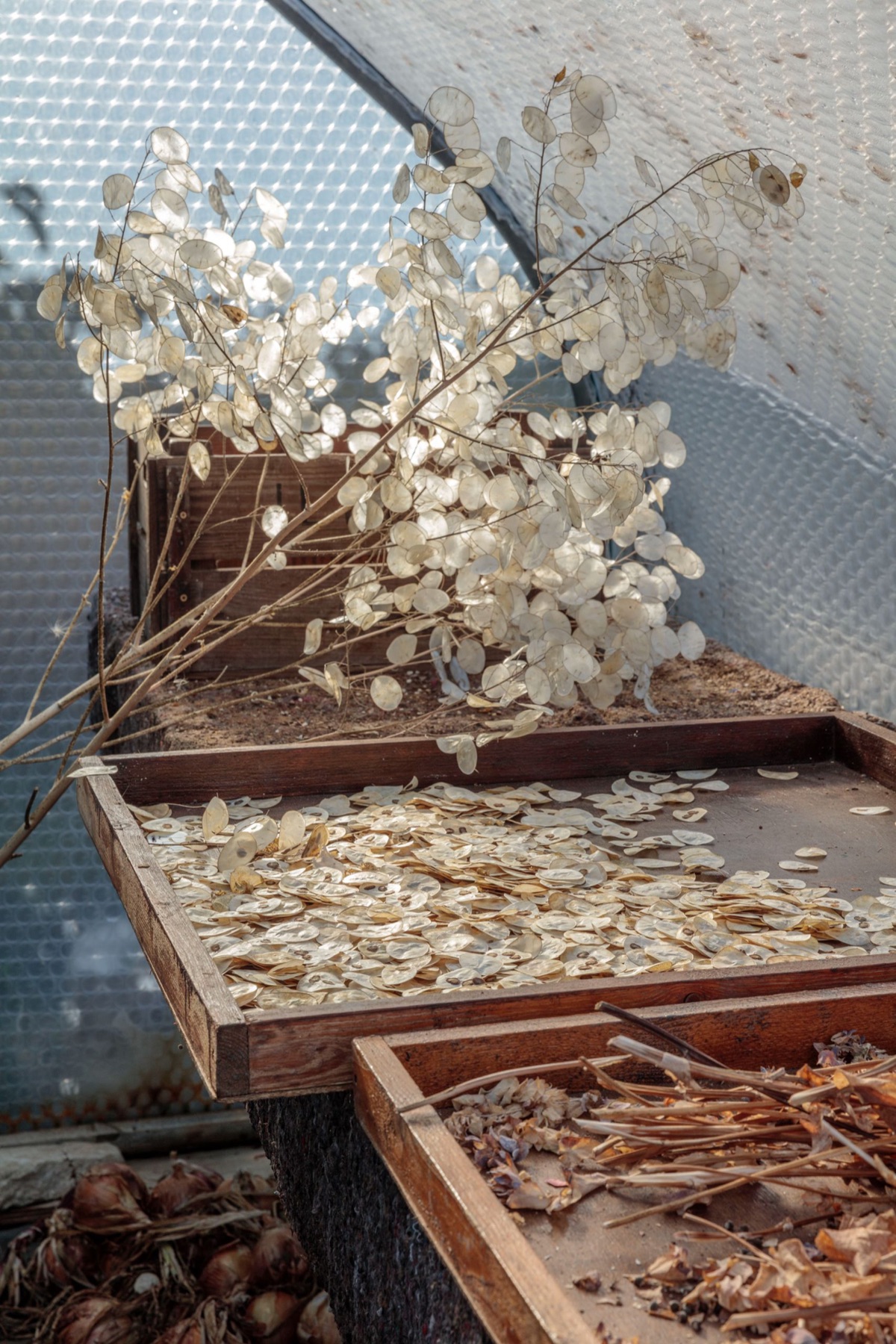 Seed collection – photograph 14 of 16 by Clive Nichols
