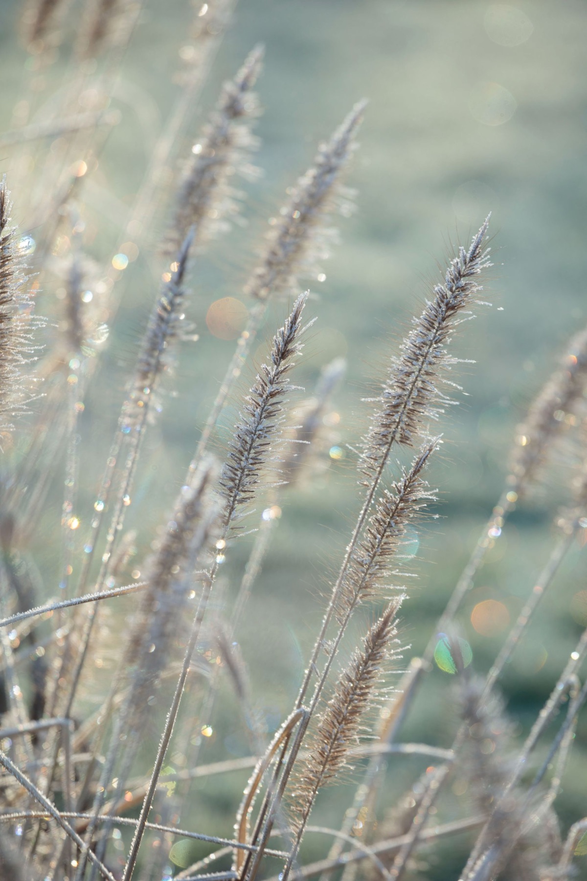Silver Street Farm – photograph 3 of 23 by Clive Nichols
