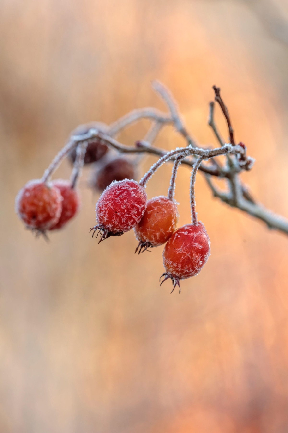 Silver Street Farm – photograph 10 of 23 by Clive Nichols