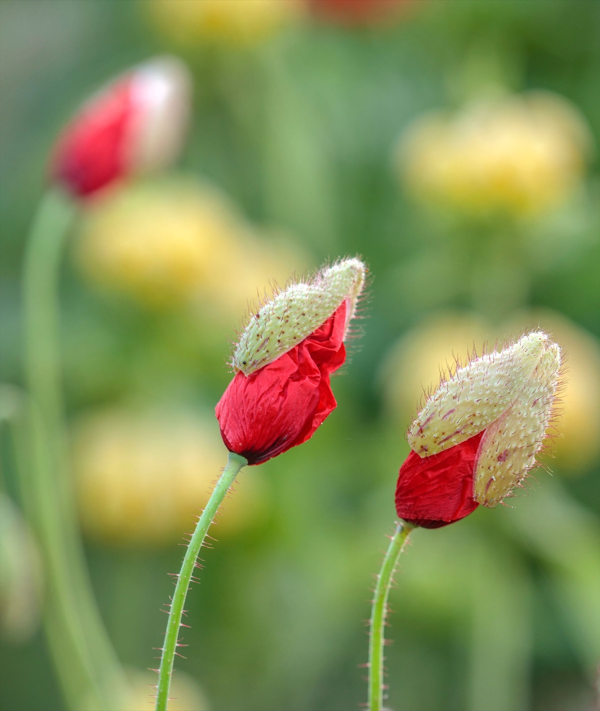 Silver Street Farm – photograph 13 of 23 by Clive Nichols