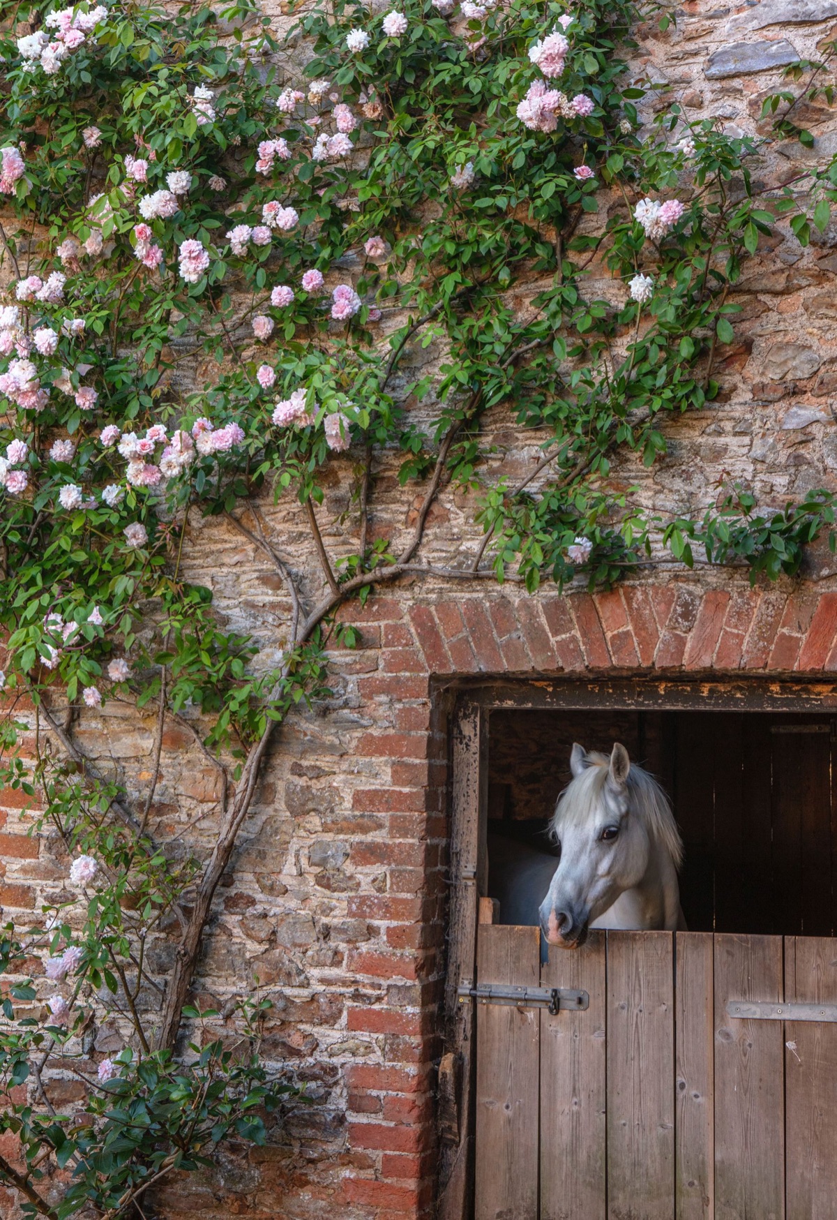 Silver Street Farm – photograph 22 of 23 by Clive Nichols