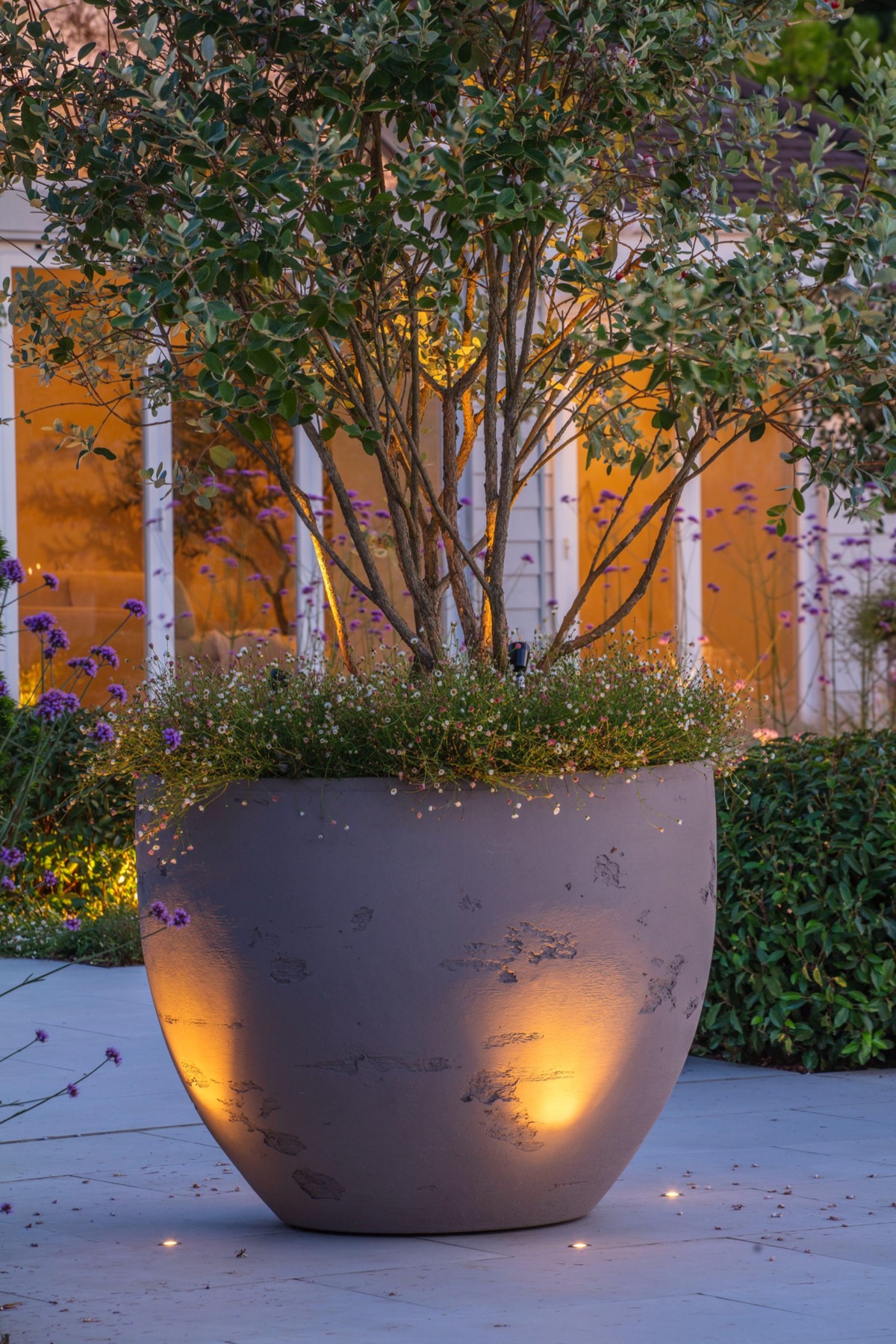 A Torc Pots planter uplit at dusk, a multi-stemmed tree rising from it