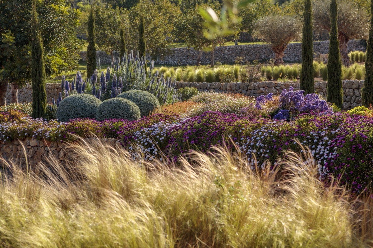 A gravel garden of osteospermum, echium and stipa in a private garden at Alaró, Mallorca, by Mashamba Design
