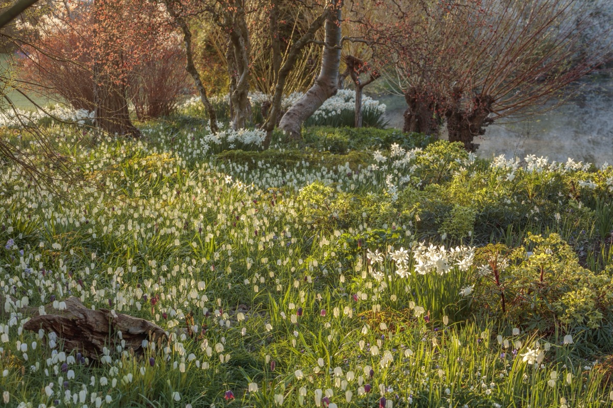 Narcissus ‘Thalia’ and white snake’s head fritillaries at John Massey’s garden, Ashwood Nurseries, Worcestershire