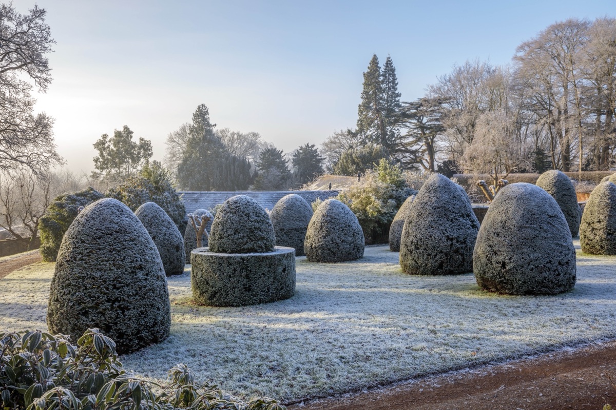 Clipped yew topiary under frost at Broughton Grange, Oxfordshire, in January