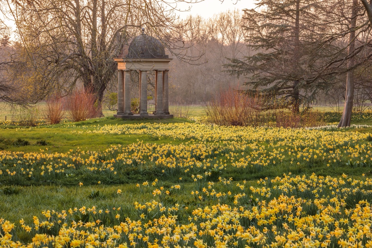 Drifts of naturalised daffodils around the Temple of the Four Winds at Doddington Hall, Lincolnshire