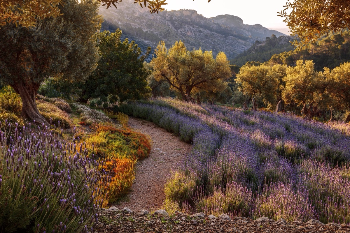 Lavender and olive trees in a Mallorca garden by Mashamba Design, in April