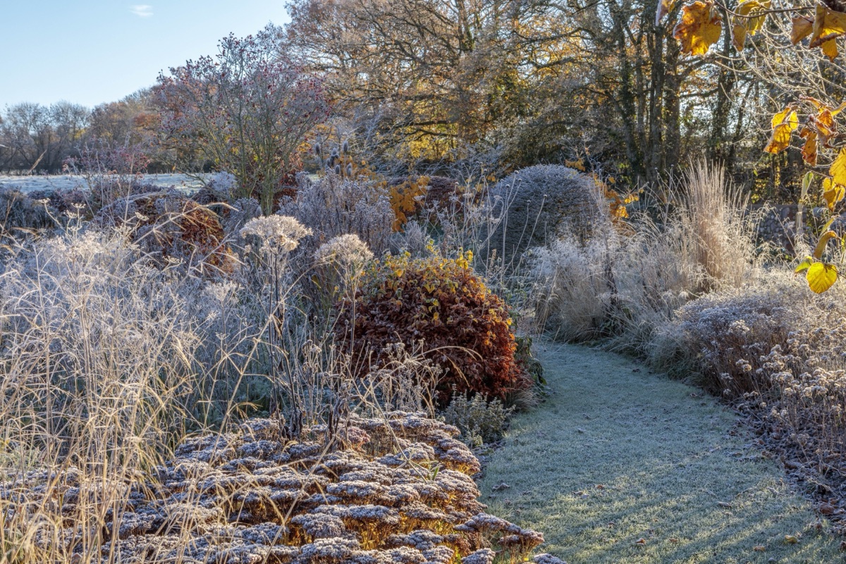 Frosted borders and a grass path at Silver Street Farm, Devon, in winter