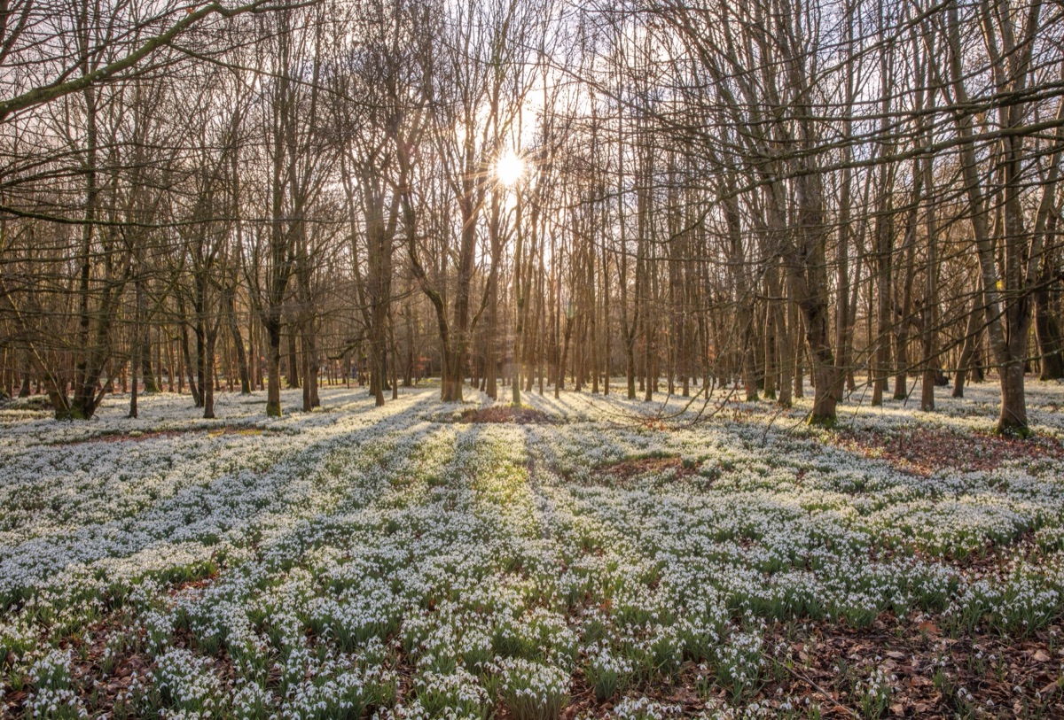 A woodland carpeted with snowdrops in low winter sun