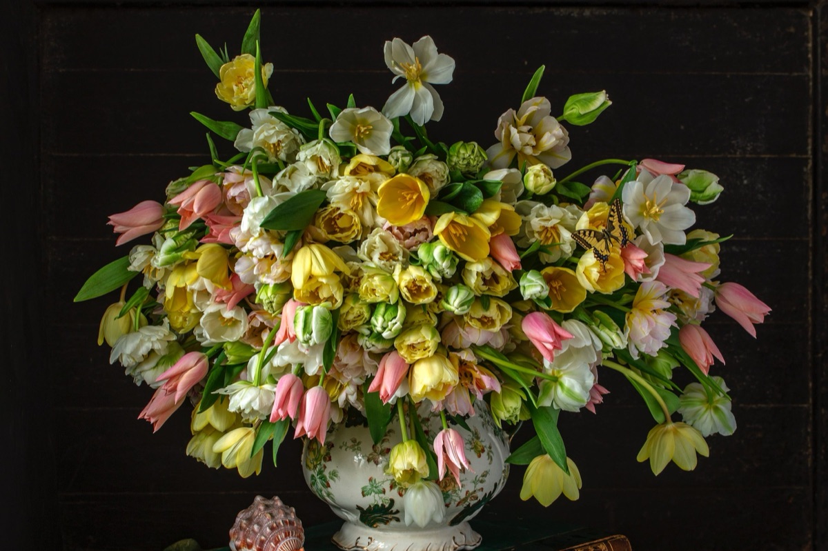 Tulips, ranunculus and narcissi massed in a painted urn against a dark ground, a swallowtail butterfly among them