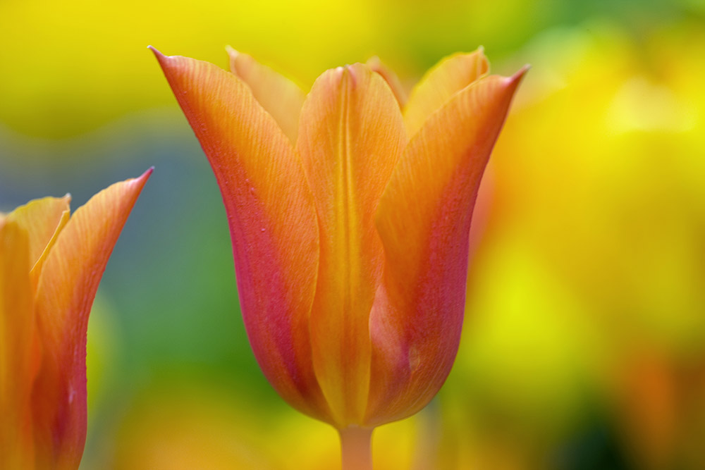 Tulips - clivenichols.com