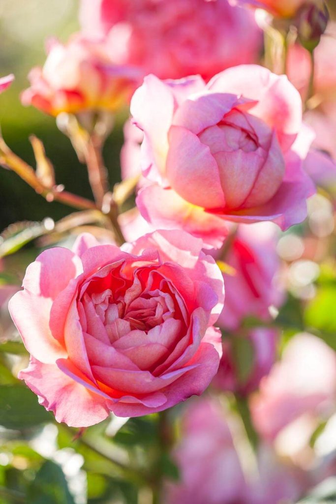 Garden Roses - Feat. David Austin grown by Van Lier Nurseries Ltd