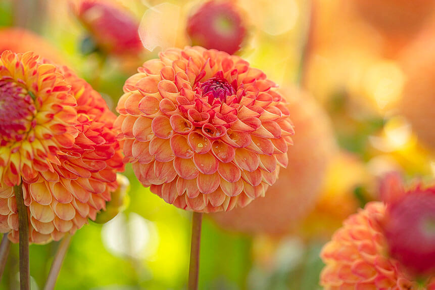 Workshops Learn Garden And Flower Photography With Clive Nichols Workshops Learn Garden And Flower Photography With Clive Nichols
